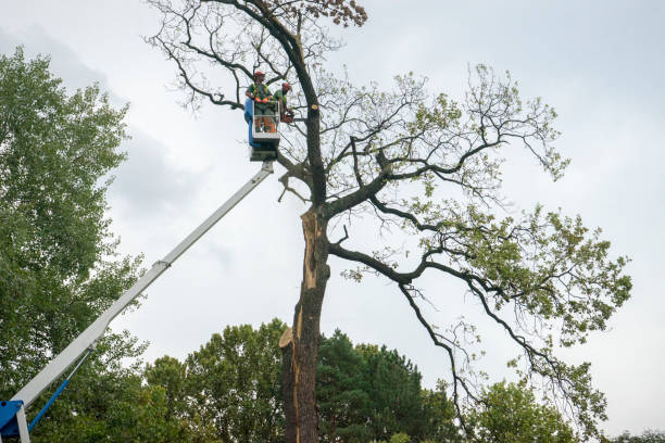 Best Tree Trimming and Pruning  in Titusville, PA